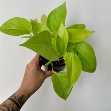 Load image into Gallery viewer, Neon Pothos, 4&quot; Pot
