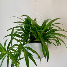 Load image into Gallery viewer, Spider Plant Green (Chlorophytum Comosum)6” hanging basket
