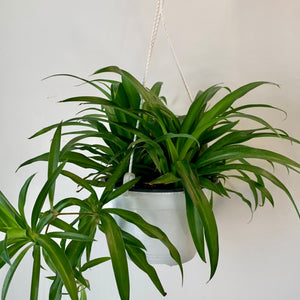 Spider Plant Green (Chlorophytum Comosum)6” hanging basket