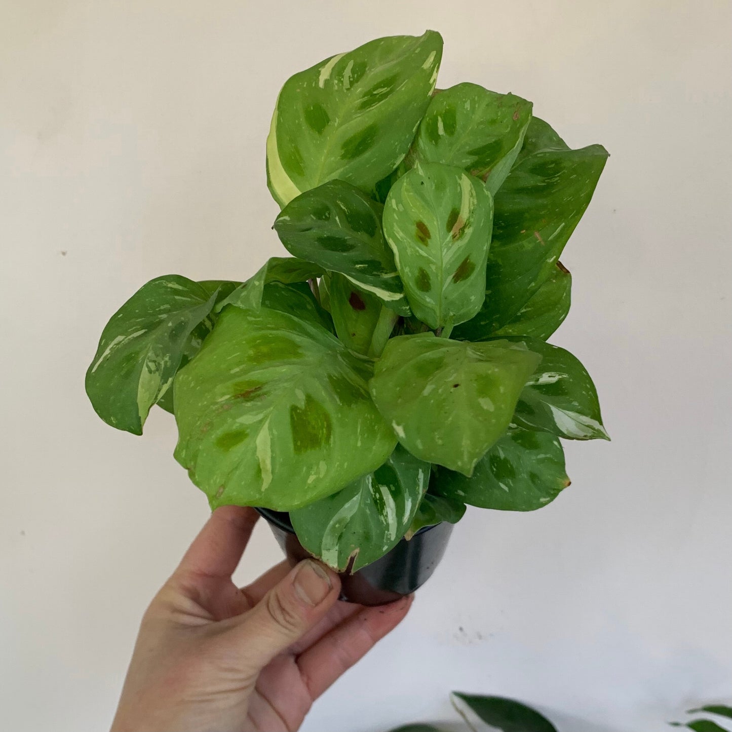Maranta leuconeura 'Beauty Kim 3.5” pot