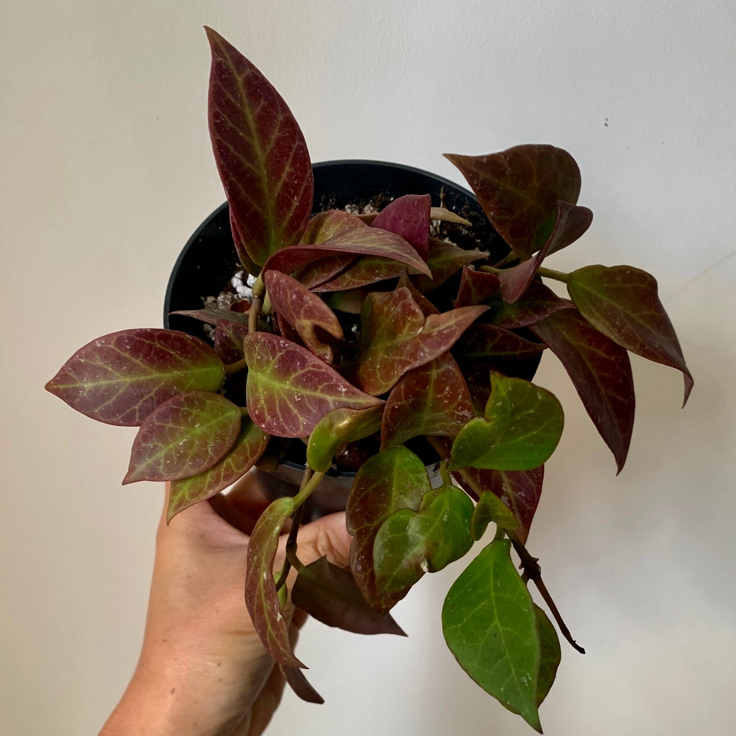 Hoya Sunrise 4”pot