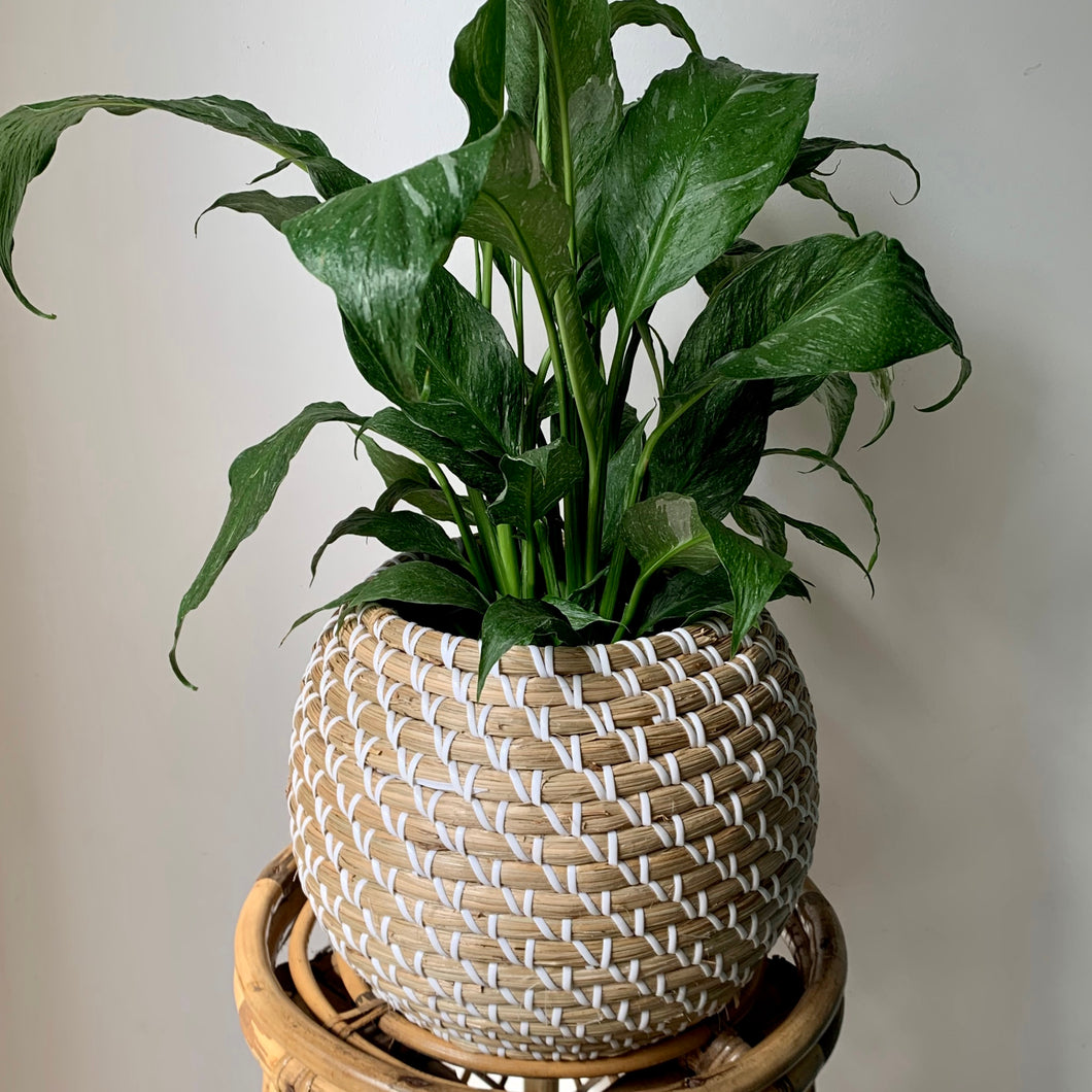 ALDER sphere decorative seagrass planter ”6.5”X8”)