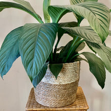 Load image into Gallery viewer, ORLIN Decorative Plant Basket (3 sizes available)
