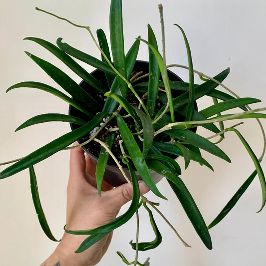 Hoya Shepherdii 4”pot