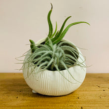 Load image into Gallery viewer, Ceramic airplants holder (available in two styles)
