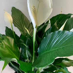 Peace Lily (Spathiphyllum) approximately 2ft tall 10” pot