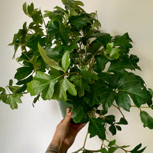 Load image into Gallery viewer, Grape Ivy (Cissus Rhombifolia) 6&quot; pot
