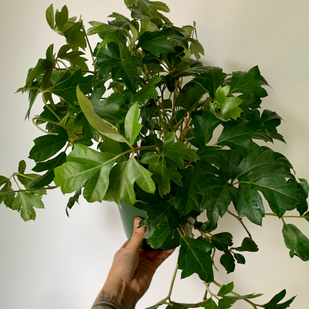 Grape Ivy (Cissus Rhombifolia) 6