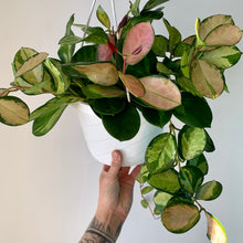 Load image into Gallery viewer, Hoya Australis Variegated“Lisa” 8&quot; Hanging basket
