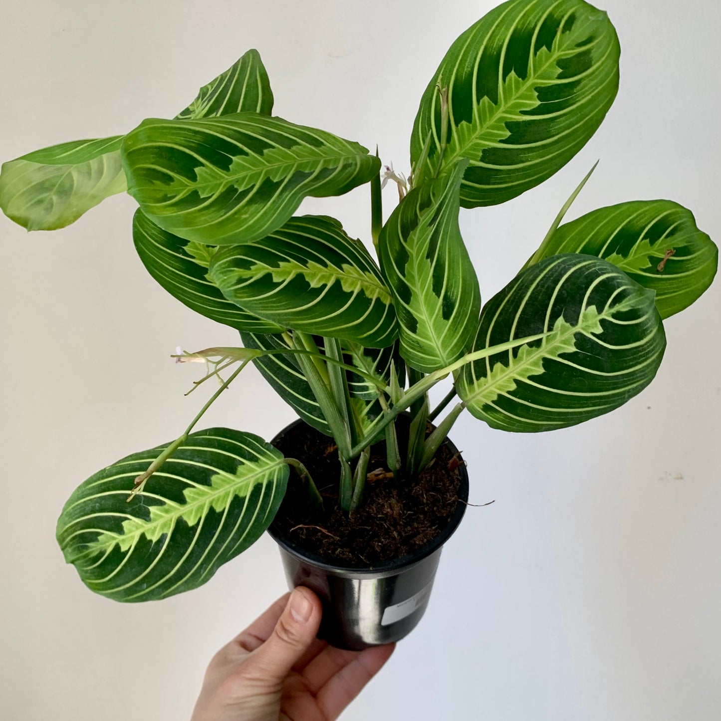 Maranta Leuconeura “Lemon Lime” 4”pot