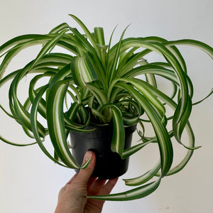 Curly Spider Plant Variegated (Chlorophytum Comosum) 5” pot