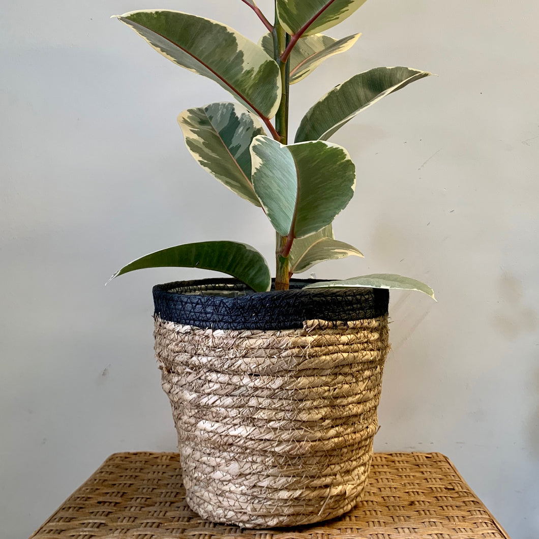 JUNIPER decorative plant basket (Available in TWO colours)