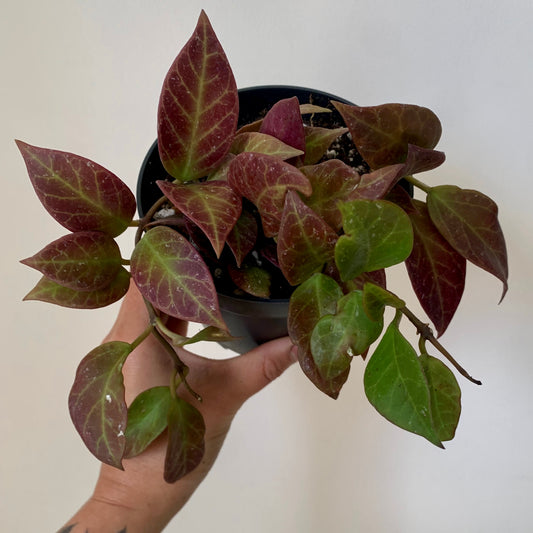 Hoya Sunrise 4”pot