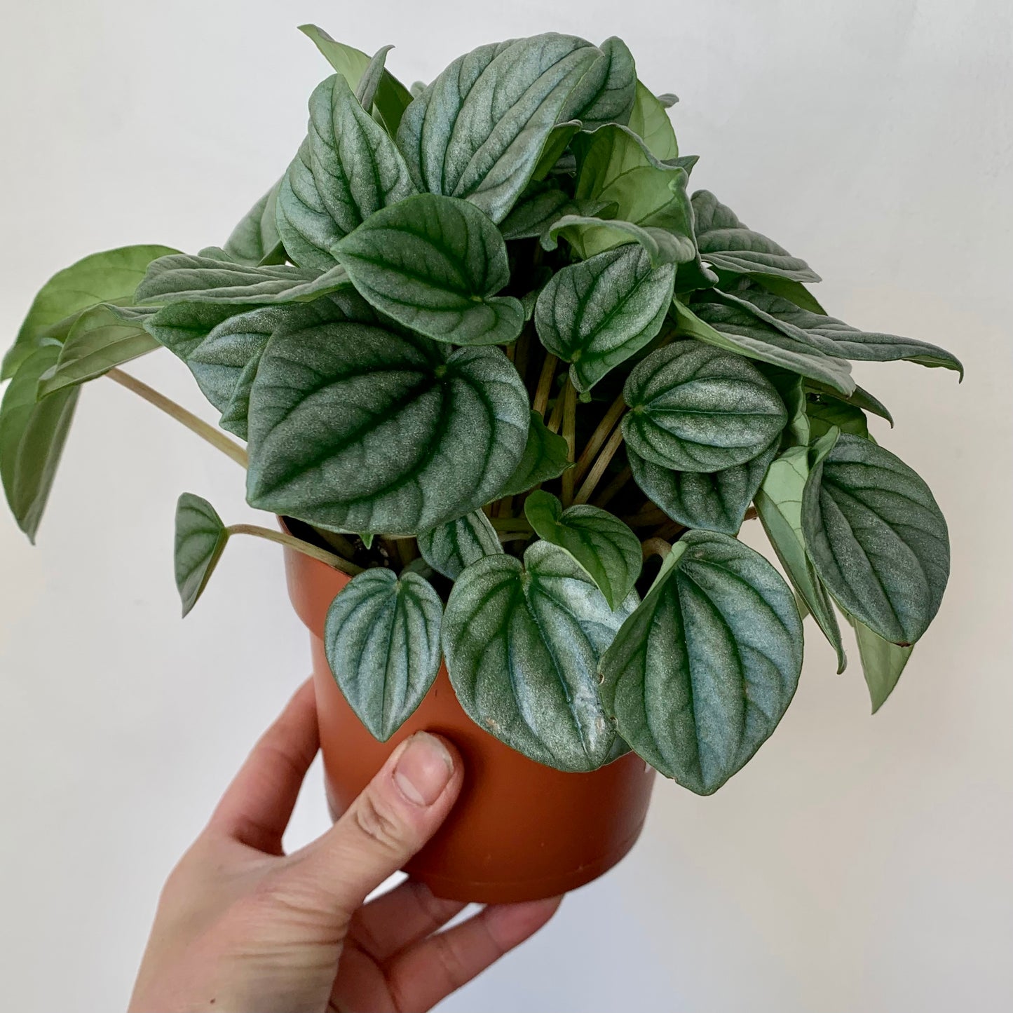 Peperomia "Frost" 5" pot