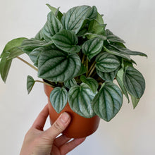 Load image into Gallery viewer, Peperomia &quot;Frost&quot;5”pot
