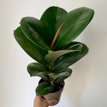 Load image into Gallery viewer, Ficus “Sophia” 5” pot

