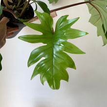 Load image into Gallery viewer, Philodendron Mayoi 3.5”pot
