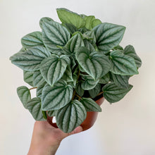 Load image into Gallery viewer, Peperomia &quot;Frost&quot;5”pot
