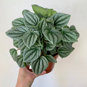 Peperomia "Frost"5”pot