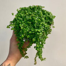 Load image into Gallery viewer, Soleirolia Soleirolii 5”pot
