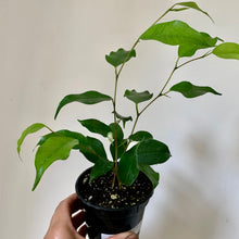 Load image into Gallery viewer, Ficus Benjamina Green 3.5&quot; pot
