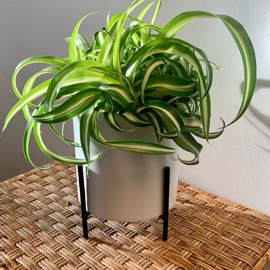 LENNY decorative pot + stand (5”x5”)