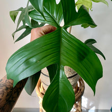 Load image into Gallery viewer, Philodendron &quot;Florida Green Beauty&quot;  Red Stem on trellis in 6” pot
