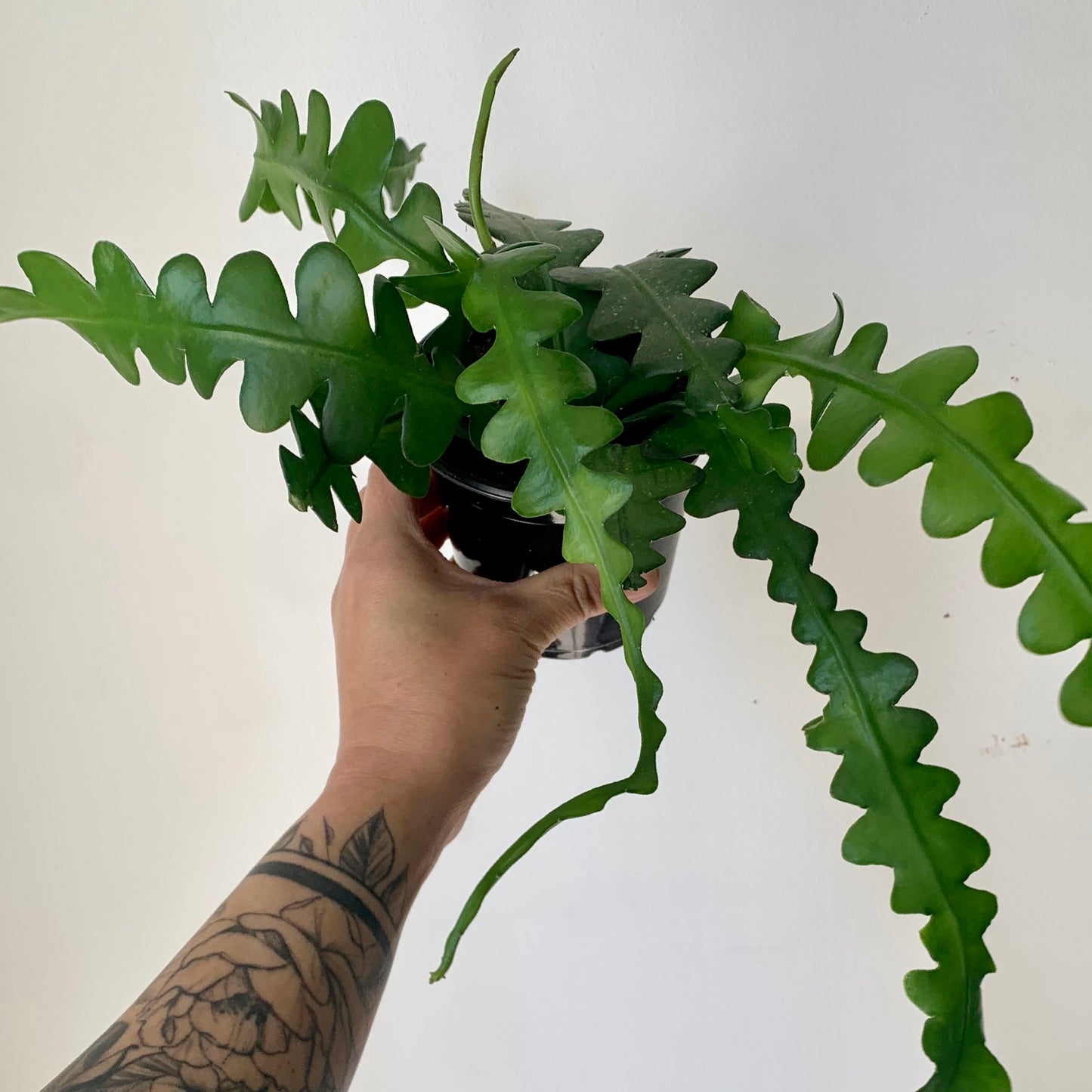 Fishbone Cactus (epiphyllum anguliger) 3.5”Pot