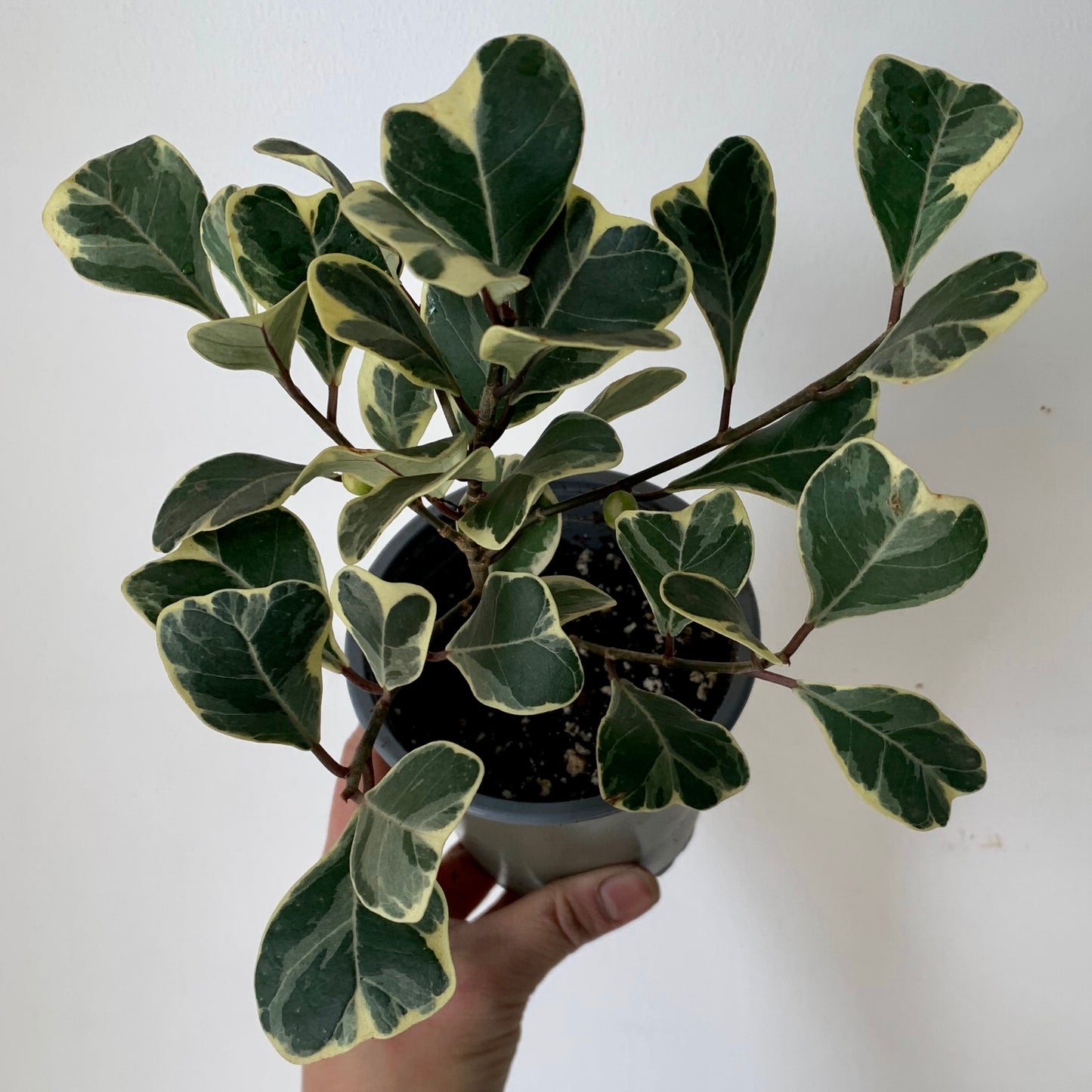 Ficus Triangularis Variegated 4” pot
