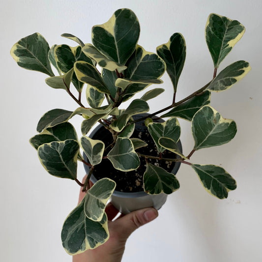 Ficus Triangularis Variegated 4” pot