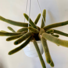 Load image into Gallery viewer, Golden Rat Tail (Cleistocactus winteri) 8”hanging basket
