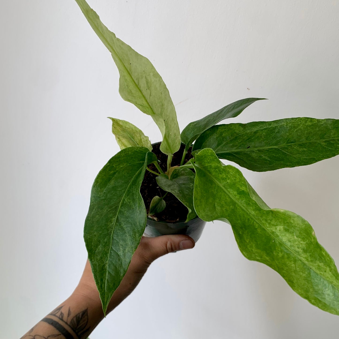 Variegated Birdnest Anthurium (Hookeri) 4" pot