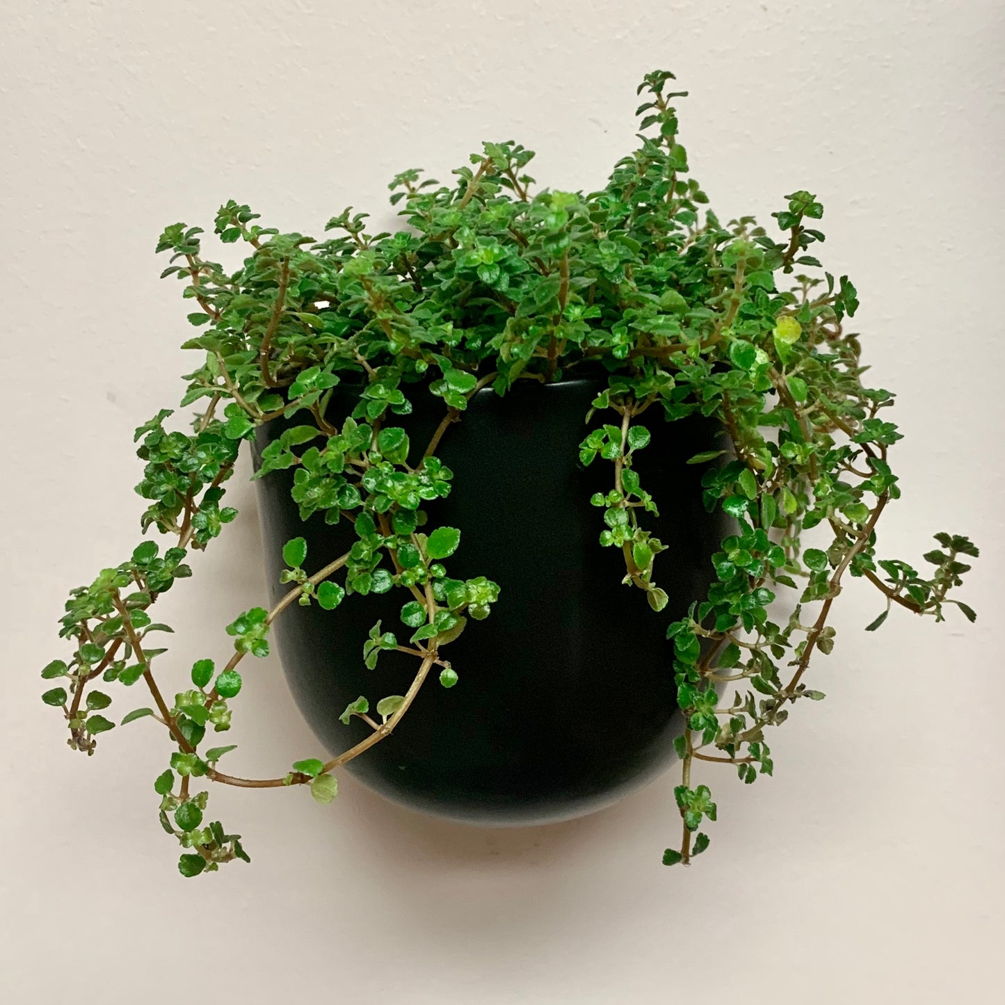 MADDOX Ceramic Wall Pot (3.75”x3.5”) available in Black & White