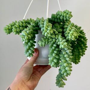 Burro's Tail Trailing Succulent  (Sedum Morganianum Burrito) ) 6”hanging basket