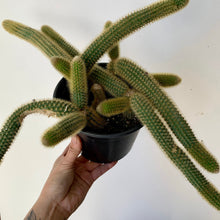 Load image into Gallery viewer, Golden Rat Tail Trailing Cactus (Cleistocactus winteri ) 6” pot
