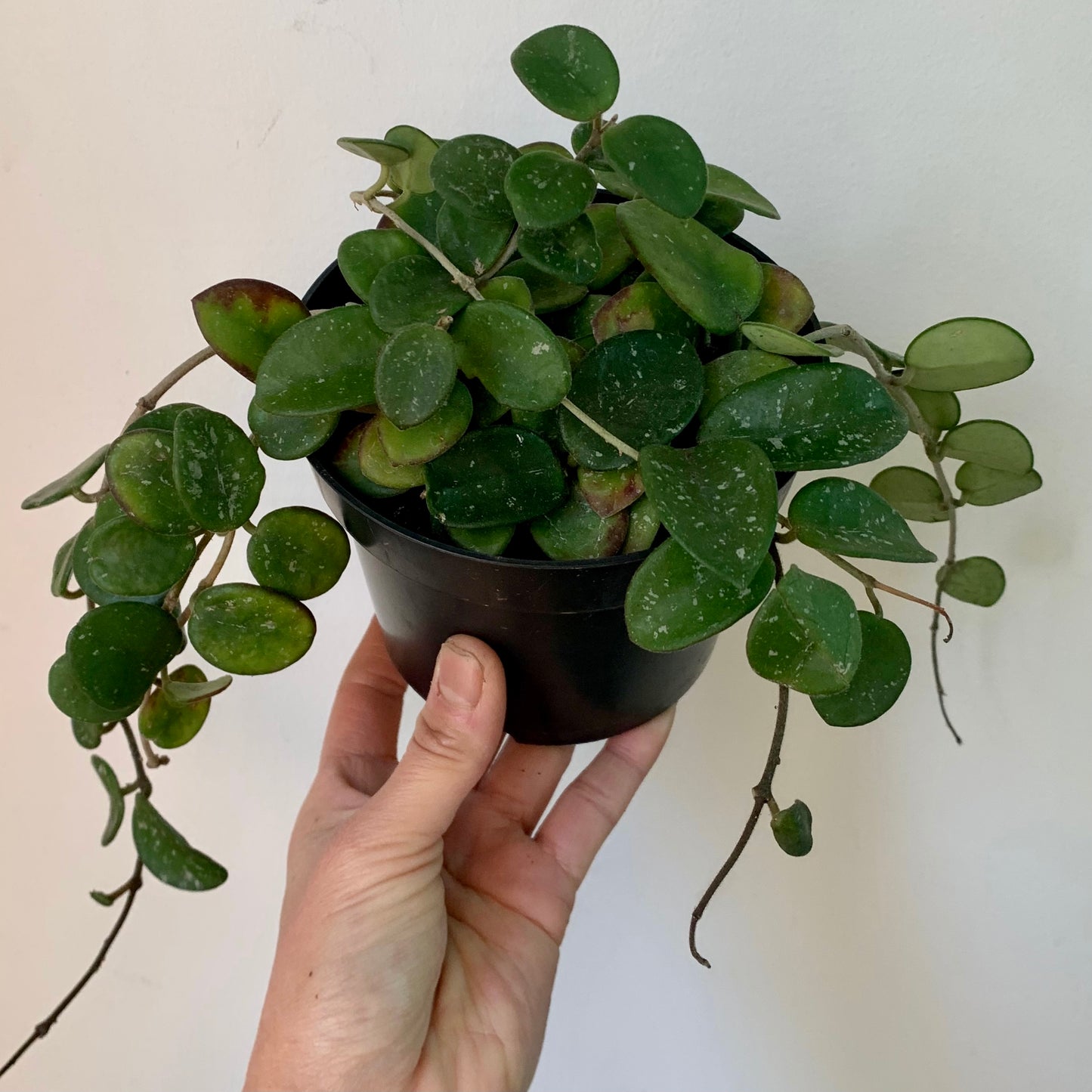 Hoya Mathilde 5” pot