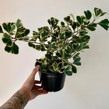 Load image into Gallery viewer, Ficus Triangularis Variegata 6” pot
