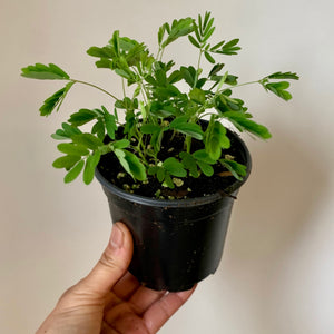 Sensitive Plant (Mimosa Pudica)  4" pot