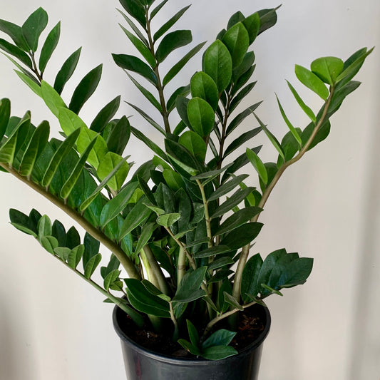 ZZ Plant (Zamioculcas Zamiifolia) approximately 2.5ft tall in 8” pot
