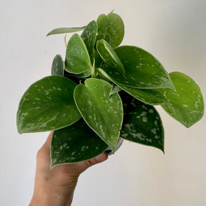 Scindapsus Pictus ” 4” pot