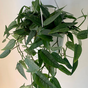 Pothos “Cebu Blue” 8” hanging basket