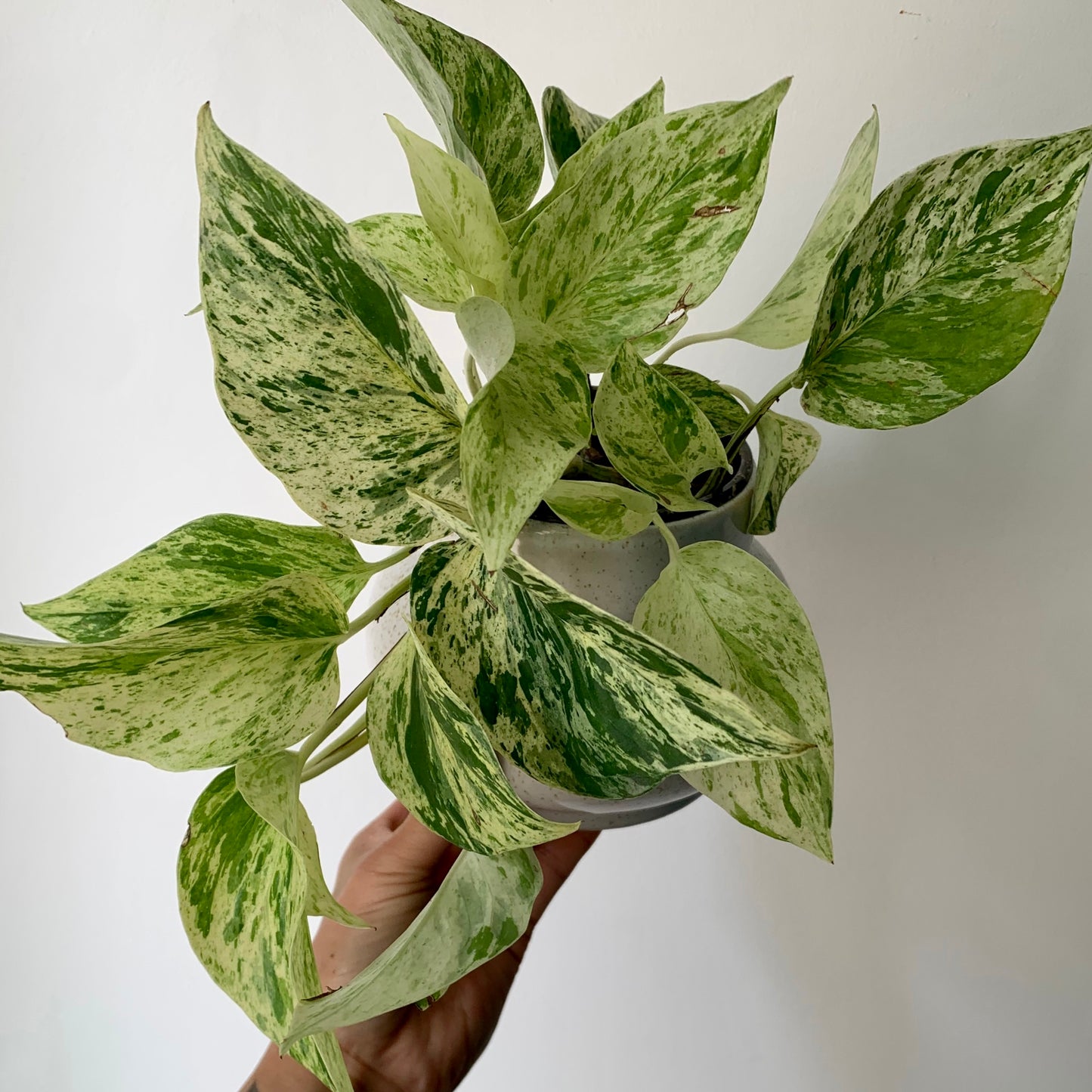 Marble Queen Pothos 4” pot