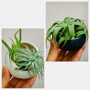 Ceramic airplants holder (available in two styles)