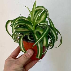 Curly Spider Plant (Chlorophytum Comosum) 3.5"”pot