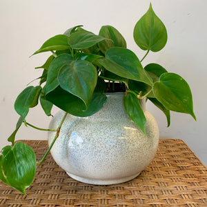 MILA Modern Bulbous Decorative Pot (4"X4.5")