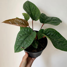 Load image into Gallery viewer, Anthurium Luxurians X Radicans (Hybrid) 6&quot; pot
