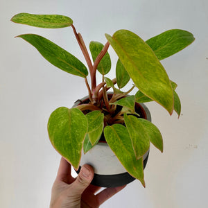 Philodendron "Painted Lady" 4”pot