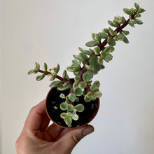 Load image into Gallery viewer, Elephant Bush Succulent Variegated 2.5” pot
