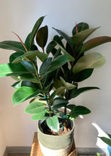 Load image into Gallery viewer, Ficus “Sophia” approximately 3ft tall in 8&quot; pot
