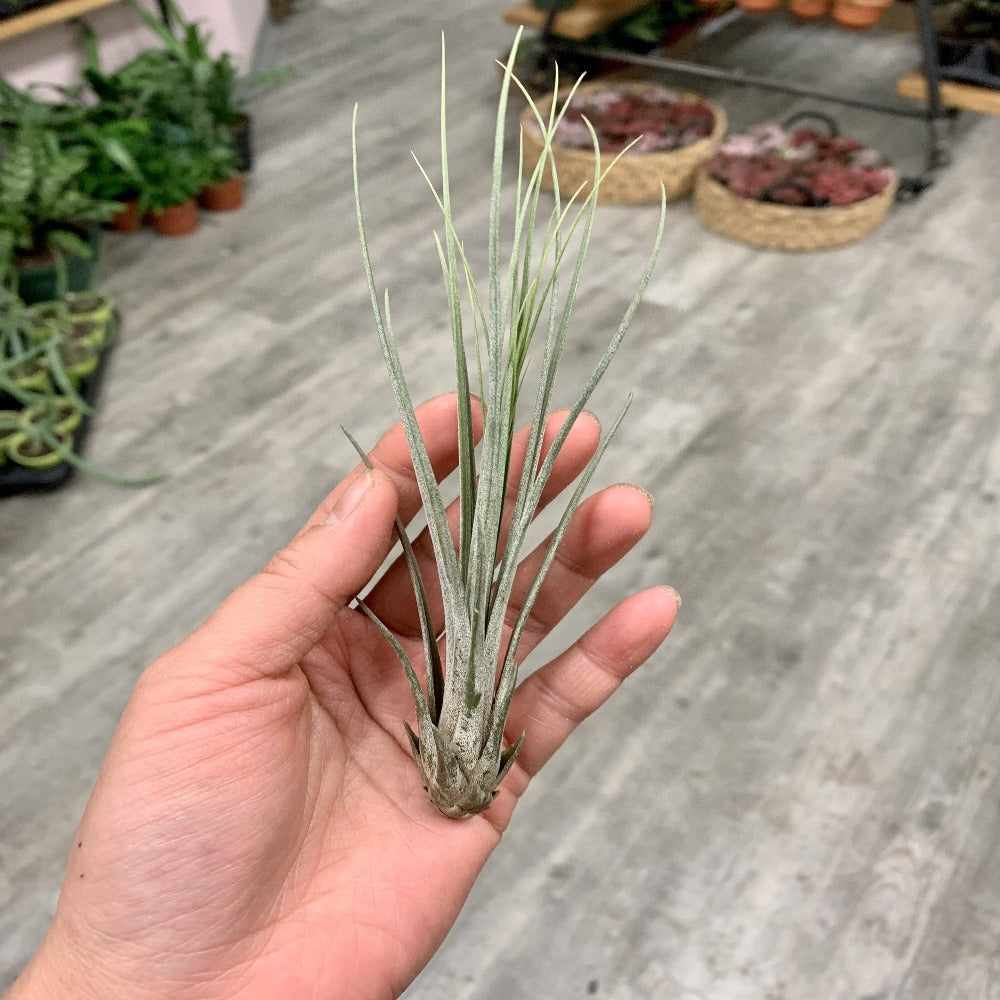 Tillandsia juncea